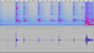 Bat Calls  Pipistrelle 2nd September 2021 [upl. by Meehar]