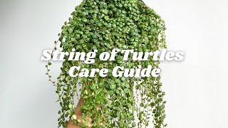 Peperomia Prostrata aka String of Turtles Care Tips  7 tips you should know [upl. by Anifled]