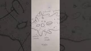 Phylum 1 Protozoa a amoeba  zoology drawing [upl. by Sholom152]