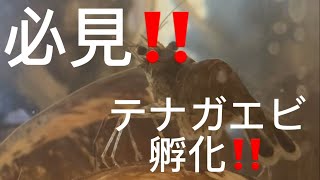 必見‼️ テナガエビの孵化‼️ 水槽で飼っているテナガエビが孵化してました。珍しいところと可愛いところです [upl. by Aihsek]