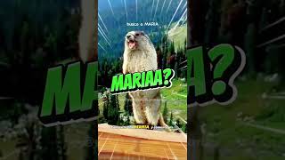 Meme Marmota Gritando MARIA [upl. by Slemmer899]