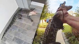 Texas Cop Grabs Alligator With His Bare Hands [upl. by Yrome]