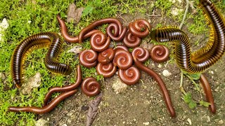 HUNTING MILLIPEDE  Hunting Giant Millipede Luwing Wow Its Exciting to Get Many Millipede Animals [upl. by Onder]