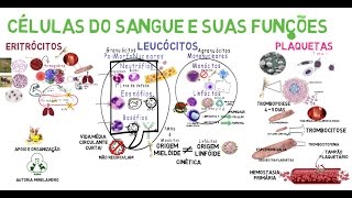 Células do Sangue e suas Funções [upl. by Walford311]