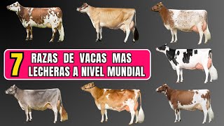 Las 7 mejores razas de vacas lecheras en el mundo [upl. by Aihsyla]