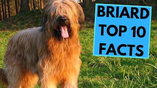 Briard  TOP 10 Interesting Facts [upl. by Nylauqcaj]