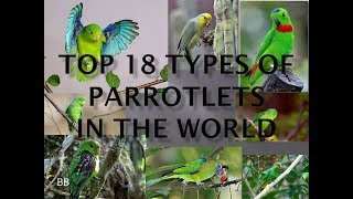 TOP 18 TYPES OF PARROTLETS IN THE WORLD [upl. by Ydnes]