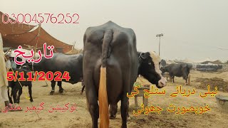 neeli daryae satluj ki top buffalo for sale Okara Animal TV 030045762525112024لوکیشن گیمبر منڈی [upl. by Annaeirb869]