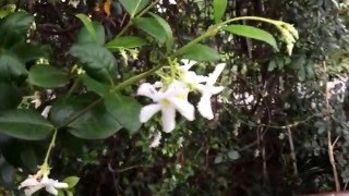 Trachelospermum jasminoides [upl. by Ahsiuqram518]