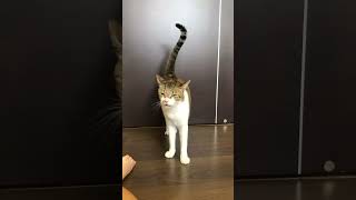 Cat twitching tail cat ねこ 고양이 [upl. by Ahsenev]