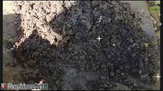 Transplanting Strawberry Plant l Strawberry Best Organic Fertilizer [upl. by Cire700]