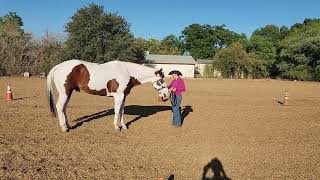 class 3 halter geldingsstallions [upl. by Ahgiel]