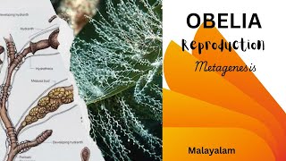 Obelia  Reproduction  Metagenesis  Malayalam  FYUGP  Sem 1  Dr RaniSDharan [upl. by Atiekal21]