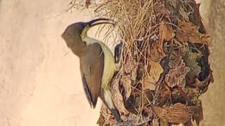 Sunbird feeding to newborn chicks😍 sunbird chicks food [upl. by Kcirdes]