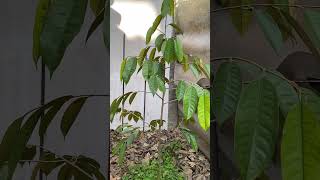 榴槤黑白講  （9） 葉面殺菌 。 Durian tree cultivation  （9）Foliar sterilization 。 [upl. by Anoerb544]