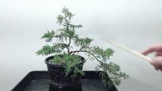 BonsaiRohlingHandelswareWacholder Juniperus [upl. by Nwahsirhc491]