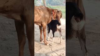 The goats are enjoying the best day of the year shorts short shorts। Cattle Farm 12oct e1 [upl. by Ettesoj]