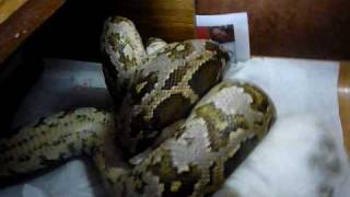 Python molurus molurus samica POLOWANIE  cz 1 [upl. by Sisenej]