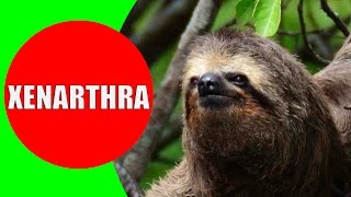 Xenarthrans – Anteater Sloth Armadillo Sounds Videos and Photos  Educational Video for Kids [upl. by Nage419]