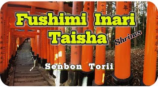 【Fushimi Inari Taisha】 SENBON TORII NOV2024 [upl. by Aihtnamas]