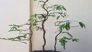 tamarind forest style  bonsai  project 1 [upl. by Emilee]