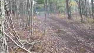 LT250R Quadracer Woods Riding [upl. by Anthiathia2]