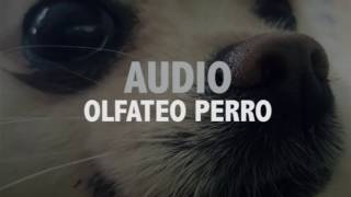 Sonido perro olfateando [upl. by Enicnarf]