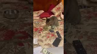 🤑😱 Cat counting money🤑😱 shorts funny cat [upl. by Noyk]