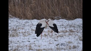 Weißstörche überwintern in SüdHessen [upl. by Mendel259]