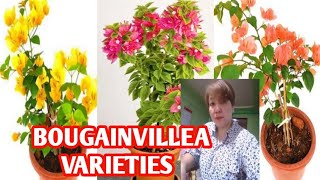 BOUGAINVILLEA VARIETIES WITH NAMES  MARGIE PULIDO VLOGS [upl. by Kiki]