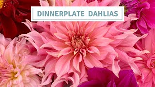 Dahlia Tour Dinnerplate Varieties 2022 [upl. by Lot728]