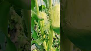 Corn shortvideo [upl. by Alet]