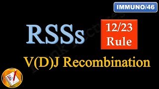 Recombination Signal Sequences RSSs and 1223 Rule FLImmuno46 [upl. by Aianat807]