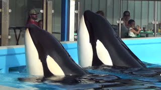 Dine with Shamu Full Performance  SeaWorld Orlando [upl. by Assanav]