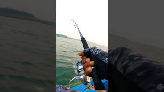 Crazy popping back to back catches  Halco roosta popper 135 full video on the channel fishingtips [upl. by Auroora]