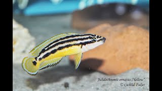 Julidochromis ornatus quotYellowquot [upl. by Etan335]