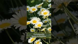 Färberkamille Sauce Hollandaise Anthemis tinctoria [upl. by Kavanagh364]