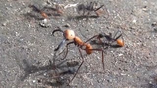 Dont mess with the army Ants Eciton burchelli [upl. by Hare]