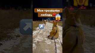 Где же ты где 🐶😱☺️ corgi собака puppy corgicrew corgifun юмор cute corgilove corgiclub [upl. by Faden224]