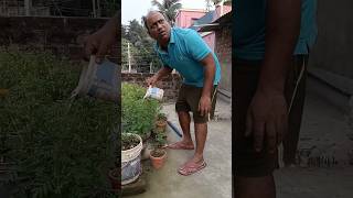 ame to kaudi bala youtubeshorts funny shortsvideo trending viralvideo [upl. by Eiramyllek]