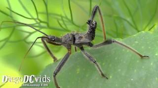 Assassin bug species Reduviidae Assassino bug [upl. by Jeni947]