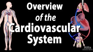 Cardiovascular System Overview Animation [upl. by Hedva]