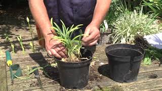 DIVIDING amp REPOTTING AGAPANTHUS [upl. by Epuladaugairam]