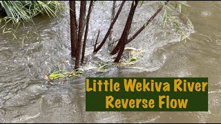 river wekiva little 4K Reverse Flow [upl. by Formica245]