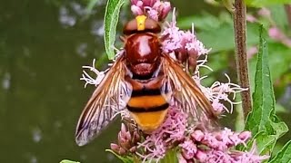 Volucella zonaria  Poda 1761  Syrphidae  Volucelle zonée quotgrosse syrphequot [upl. by Eppesiug]