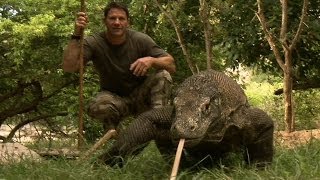 Largest Lizard on Earth  The Komodo Dragon  Deadly 60  Indonesia  Series 3  BBC [upl. by Dennis]