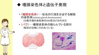 生物基礎12遺伝子とそのはたらき（遺伝情報と遺伝子発現） [upl. by Hauser]