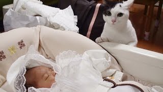 猫 赤ちゃんと初対面Cat First Meeting with Baby [upl. by Anema]