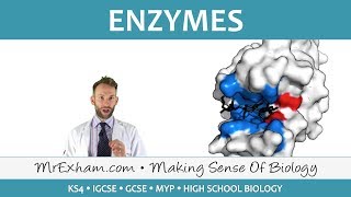 Enzymes  GCSE Biology 91 [upl. by Eiramacissej25]