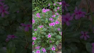 Madagascar periwinkle  Catharanthus roseus  Horticultural Plant  Flower krishi [upl. by Hali]